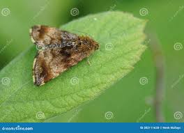 Attēlu rezultāti vaicājumam “Panemeria tenebrata”