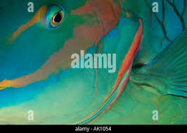 Image result for Sparisoma amplum