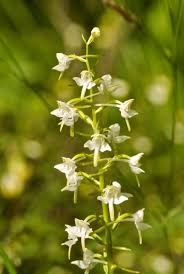 Attēlu rezultāti vaicājumam “Platanthera chlorantha flower”