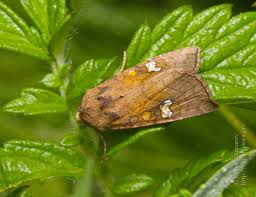 Attēlu rezultāti vaicājumam “Amphipoea”