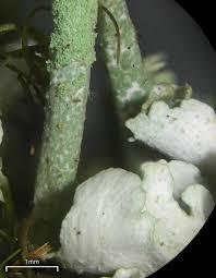 Attēlu rezultāti vaicājumam “Cladonia ochrochlora”
