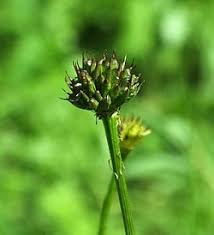 Attēlu rezultāti vaicājumam “Trollius europaeus bud”