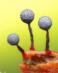 Attēlu rezultāti vaicājumam “Cribraria macrocarpa”