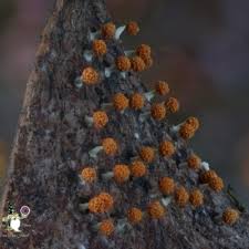 Attēlu rezultāti vaicājumam “Physarum melleum”