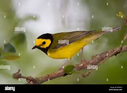 Image result for Wilsonia citrina