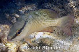 Image result for Lutjanus griseus