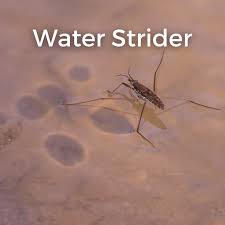 Attēlu rezultāti vaicājumam “Gerridae”