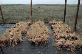 Attēlu rezultāti vaicājumam “Glyceria fluitans”