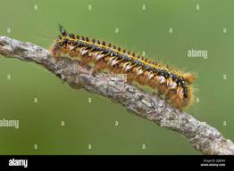 Attēlu rezultāti vaicājumam “Euthrix potatoria larva”