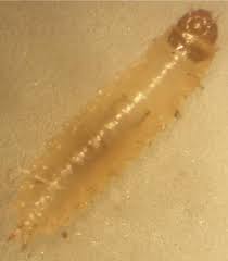 Attēlu rezultāti vaicājumam “Epuraea sp.”