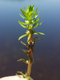 Attēlu rezultāti vaicājumam “Elatinaceae”
