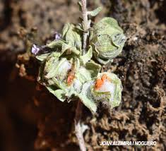 Attēlu rezultāti vaicājumam “Bayeriola thymicola”