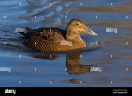 Attēlu rezultāti vaicājumam “Somateria mollissima juvenile”