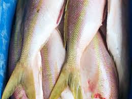 Image result for Hyporthodus niveatus