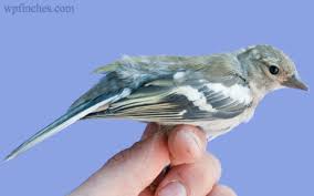 Attēlu rezultāti vaicājumam “Fringilla coelebs juvenile”