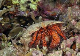 Attēlu rezultāti vaicājumam “Diderma crustaceum macro”