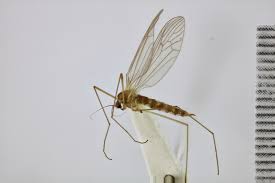 Attēlu rezultāti vaicājumam “Trichocera regelationis”