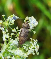 Attēlu rezultāti vaicājumam “Prosternon tessellatum”