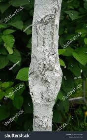 Attēlu rezultāti vaicājumam “Nectria sp., Neonectria sp.”