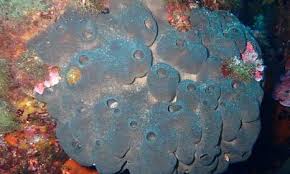 Attēlu rezultāti vaicājumam “Spongia”