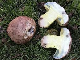 Attēlu rezultāti vaicājumam “Boletales”