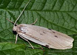 Attēlu rezultāti vaicājumam “Pelosia muscerda”