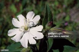 Attēlu rezultāti vaicājumam “Silene latifolia subsp. alba flower”