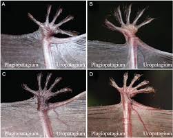 Attēlu rezultāti vaicājumam “Myotis nattereri”