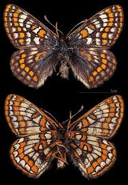 Attēlu rezultāti vaicājumam “Euphydryas maturna larva”