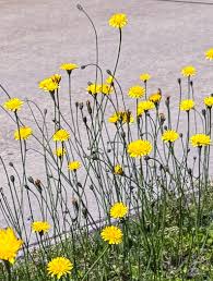 Attēlu rezultāti vaicājumam “Hypochaeris radicata fruit”