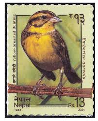 Image result for Emberiza aureola