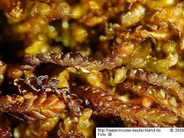 Attēlu rezultāti vaicājumam “Gymnocolea inflata”