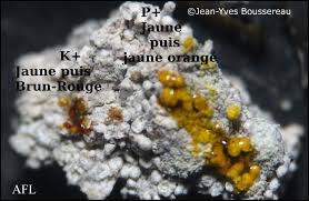 Attēlu rezultāti vaicājumam “Pertusaria coccodes”