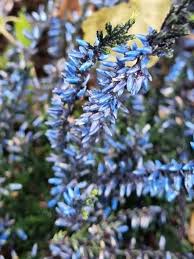 Attēlu rezultāti vaicājumam “Calluna vulgaris leaf”