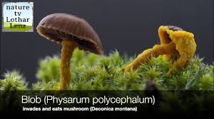 Attēlu rezultāti vaicājumam “Physarum nitens macro”