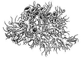 Attēlu rezultāti vaicājumam “Anaptychia ciliaris”