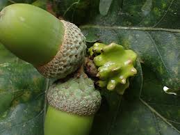 Attēlu rezultāti vaicājumam “Quercus robur female flower”