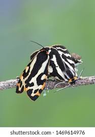 Attēlu rezultāti vaicājumam “Parasemia plantaginis female”