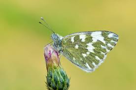 Attēlu rezultāti vaicājumam “Pontia edusa underside”
