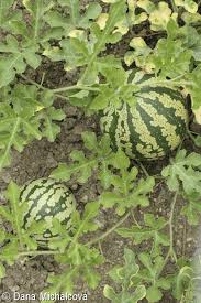 Attēlu rezultāti vaicājumam “Citrullus lanatus”