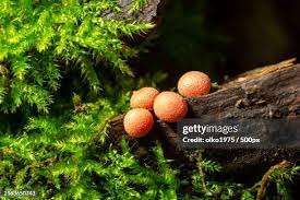 Attēlu rezultāti vaicājumam “Lycogala miserum macro”