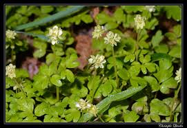 Attēlu rezultāti vaicājumam “Adoxa moschatellina flower”