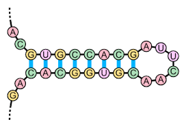 Image result for the end of the t-loop structure