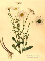 Attēlu rezultāti vaicājumam “Leucanthemum vulgare”