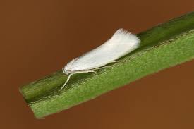 Attēlu rezultāti vaicājumam “Elachista argentella”