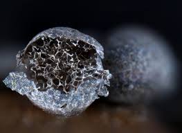 Attēlu rezultāti vaicājumam “Badhamia foliicola spores”