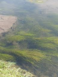 Attēlu rezultāti vaicājumam “Stuckenia filiformis bud”