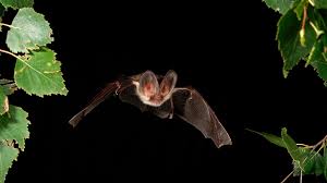 Attēlu rezultāti vaicājumam “Plecotus auritus”