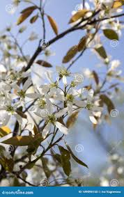 Attēlu rezultāti vaicājumam “Amelanchier spicata”