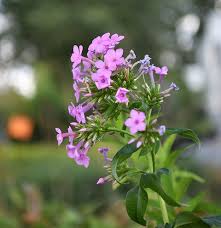 Attēlu rezultāti vaicājumam “Phlox paniculata”